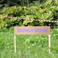 'DELFI Māja un dārzs' pēta: Latvāņu invāzija Latvijā jeb bīstamā 'milzu dille'