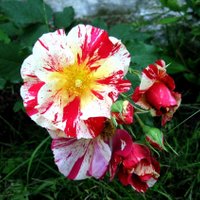 Foto: Daudzkrāsainās skaistules – gleznotāju rozes