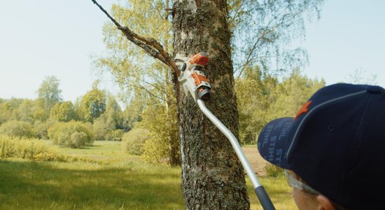 Kā pagalmā "sadakterēt" arī lielos kokus? Skaties "Dārza jautājumu"