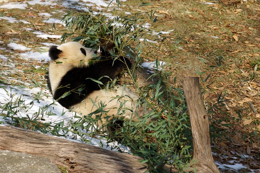 Video: Ķīniešu milzu pandas ASV zoodārzā pirmo reizi parādās publikai