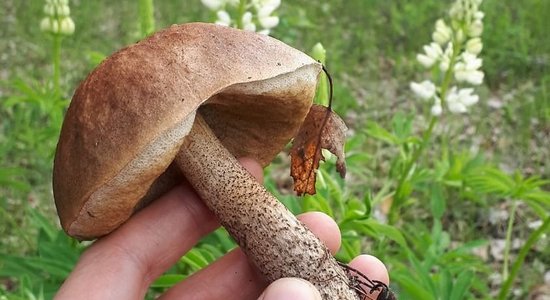 ФОТО ЧИТАТЕЛЕЙ: В лесах появились первые грибы