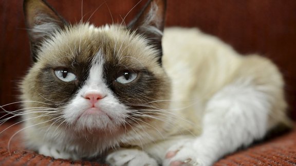 Grumpy Cat