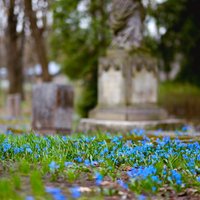 ФОТО. На кладбище Мартиня расцвели синие пролески