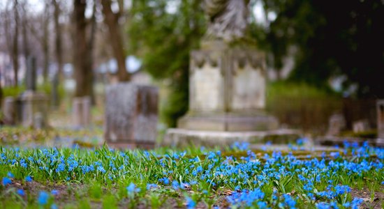 ФОТО. На кладбище Мартиня расцвели синие пролески