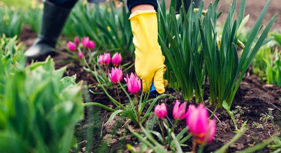 Kā pēc ziedēšanas apkopt tulpes, lai nākamgad tās atkal krāšņi uzziedētu