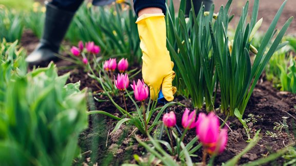 tulpes puķudobe dārza darbi