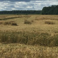 Daudzviet Latvijā labības lauki sagāzušies veldrē