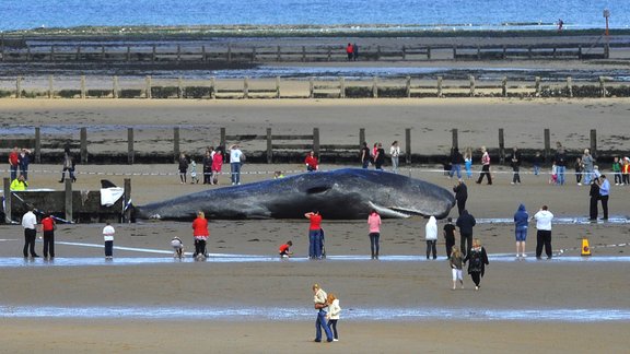 sperm whale