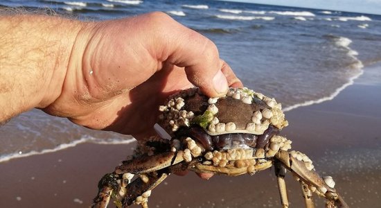 ФОТО: Читатель нашел на пляже в Гарциемсе Китайского мохнаторукого краба