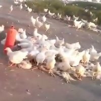 Luhanskā brīvībā izlaužas vistas kanibāles