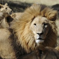 В Зимбабве убили знаменитого среди туристов льва