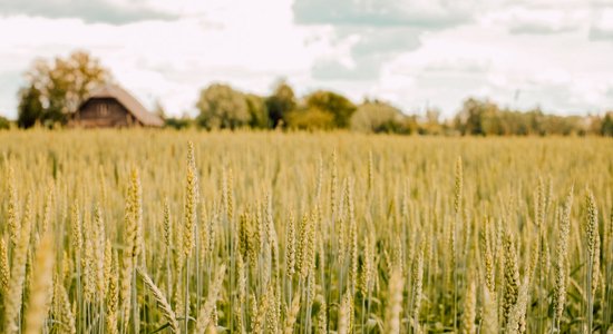 Lauksaimniecības produktu cenu līmenis Latvijā pērn palielinājies par 16,5%