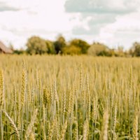 Lauksaimniecības produktu cenu līmenis Latvijā pērn palielinājies par 16,5%