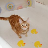 Vai kaķi vajag mazgāt?