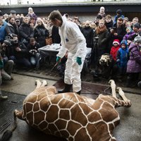 Dānijas zoodārzā plāno nogalināt vēl vienu žirafi