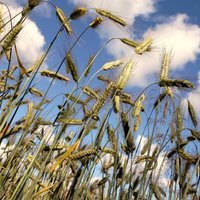 Eiropas Savienībā šogad prognozē zemāku graudaugu ražu; pieaugs proteīnaugu apjomi