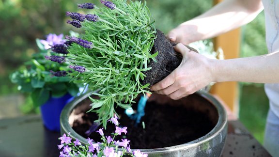 lavandas, stādīšana, lavanda, lavandu stādīšana