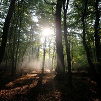 Vācijas mežā atrasts paslēpts padomju spiegu radio