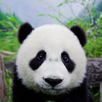 Укушенный пандой китаец получит $80 тысяч