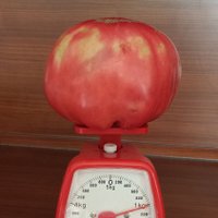 'Delfi' lasītāja Carnikavā izaudzējusi kilogramu smagu tomātu