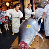 Gigantisks tuncis izsolē Japānā pārdots par rekordsummu