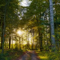 Vērtīgi padomi, kā orientēties mežā pēc pazīmēm dabā