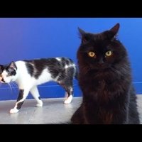 Video: Astoņi veidi, kādos kaķi cenšas panākt saimnieka nāvi