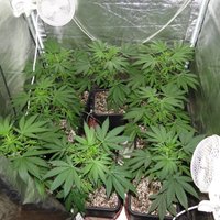 Daugavpilī likvidē nelikumīgu marihuānas audzētavu