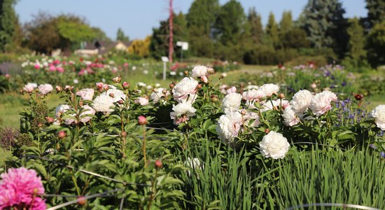 Foto: Salaspilī pilnos ziedos plaukst peonijas