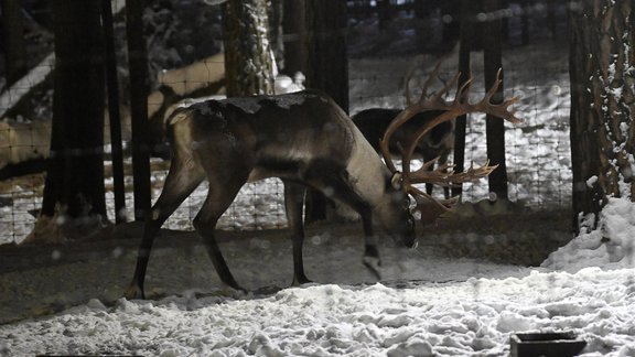 Ziemas naktis zoodārzā 2021 - 32