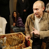 Putina brīvībā palaistais Amūras tīģeris Kuzja uzbrūk vistām