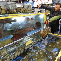 Pie Fukušimas krastiem noķertā zivī konstatē nāvējošu radiācijas devu