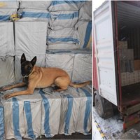 Foto: Muitas suns jūras konteinerā palīdz atklāt deviņus miljonus kontrabandas cigarešu