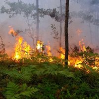 Возле Риги горел лес: сильное задымление встревожило жителей окраин