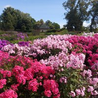 ФОТО. В саду Садоводческой школы Булдури цветут невероятно красивые розы и флоксы