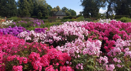 Foto: Bulduru tehnikumā bagātīgi zied flokši un rozes