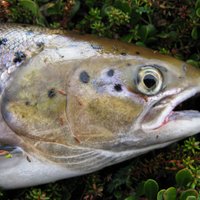 ASV no tirdzniecības atsauc ‘Latis’ ražotos zivju produktus; pārbauda produkciju Latvijā