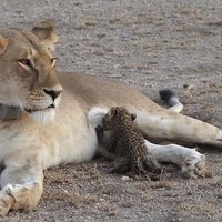 В заповеднике львица взяла под опеку детеныша леопарда