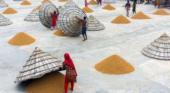 Dienas ceļojumu foto: Rīsu žāvēšana Bangladešā