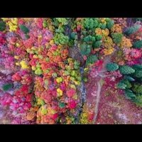 ВИДЕО. Снятый на видео в США аномальный лес шокировал путешественников