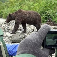 Медведица с медвежонком съели работника Йеллоустонского парка