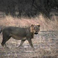 В сафари-парке ЮАР львица загрызла американскую туристку