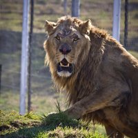 Скончался лев Лео, 15 лет друживший с тигром и медведем