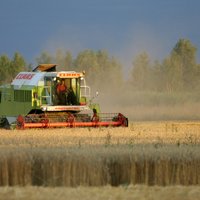 2019. gadā iegūta Latvijas vēsturē lielākā graudu kopraža