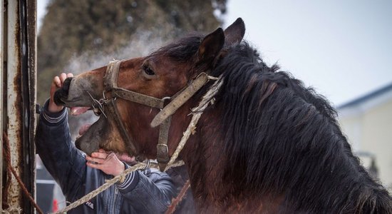 Par zirga nobendēšanu Jelgavas pusē tiesās sievieti