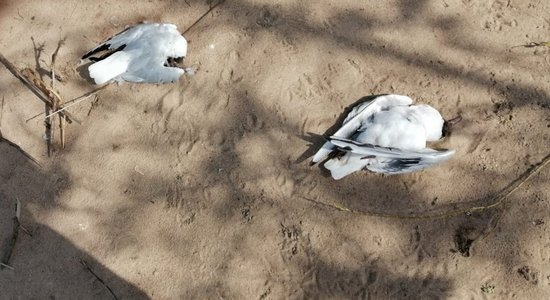 Мертвые птицы обнаружены в Краславе. Ранее птичий грипп был подтвержден у чаек из Даугавпилса