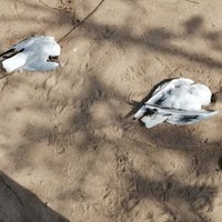 Мертвые птицы обнаружены в Краславе. Ранее птичий грипп был подтвержден у чаек из Даугавпилса