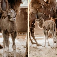 Rīgas zoo piedzimis kamielēns