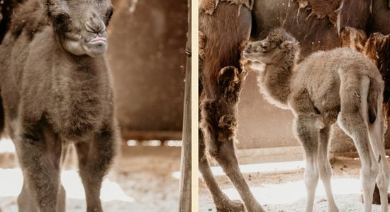 Rīgas zoo piedzimis kamielēns