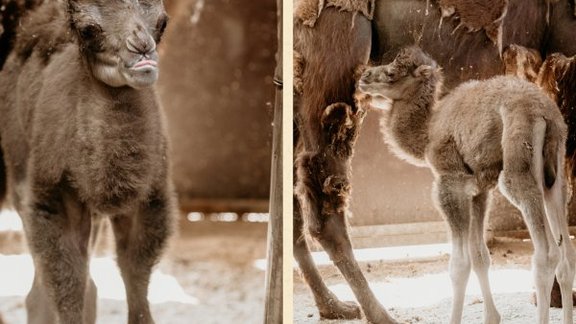 Rīgas zoo publicitātes foto